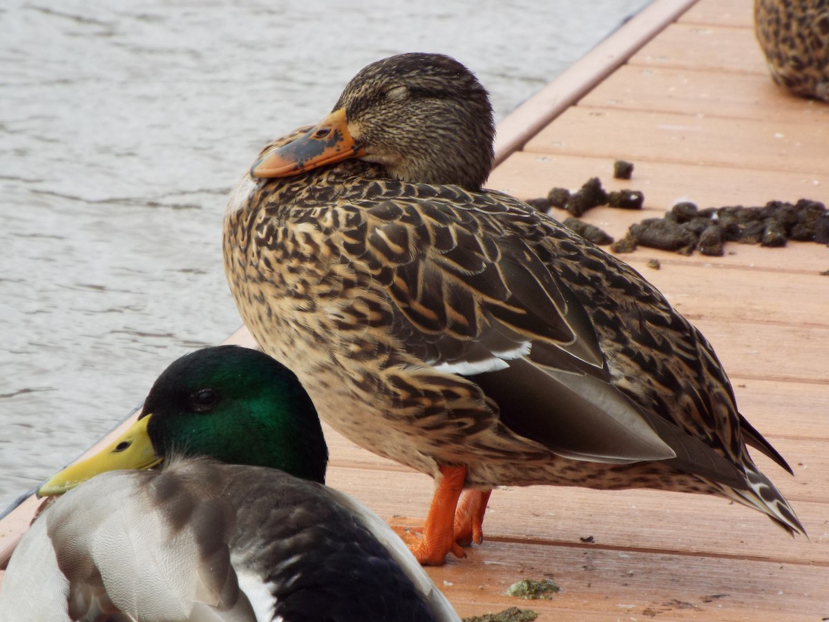 Mallard - ML627210083