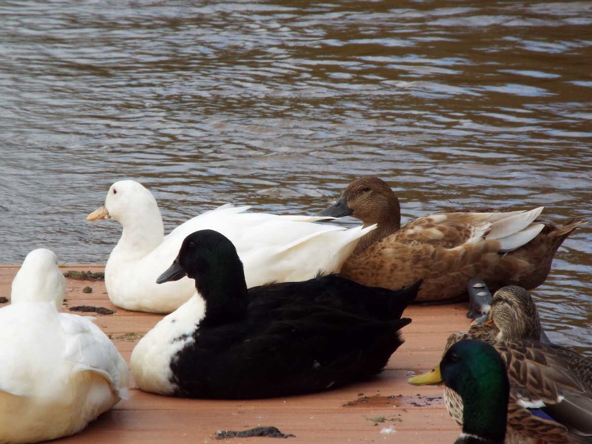 Mallard (Domestic type) - ML627210091