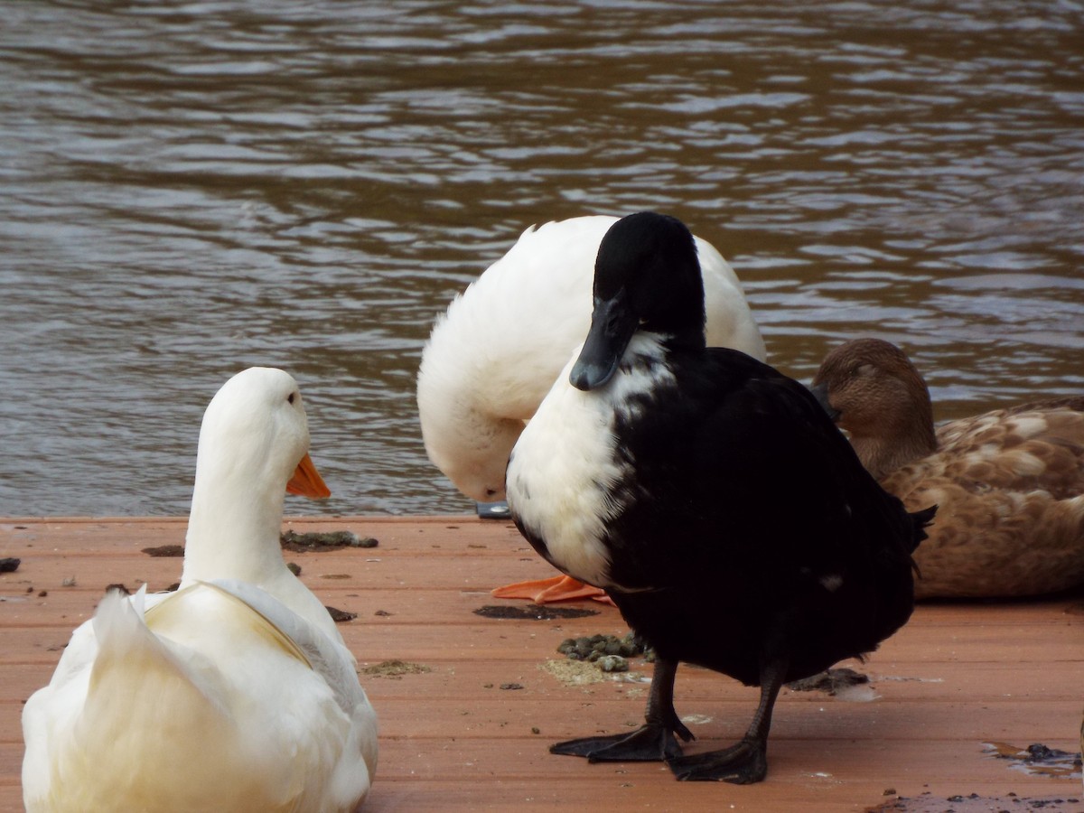 Mallard (Domestic type) - ML627210093