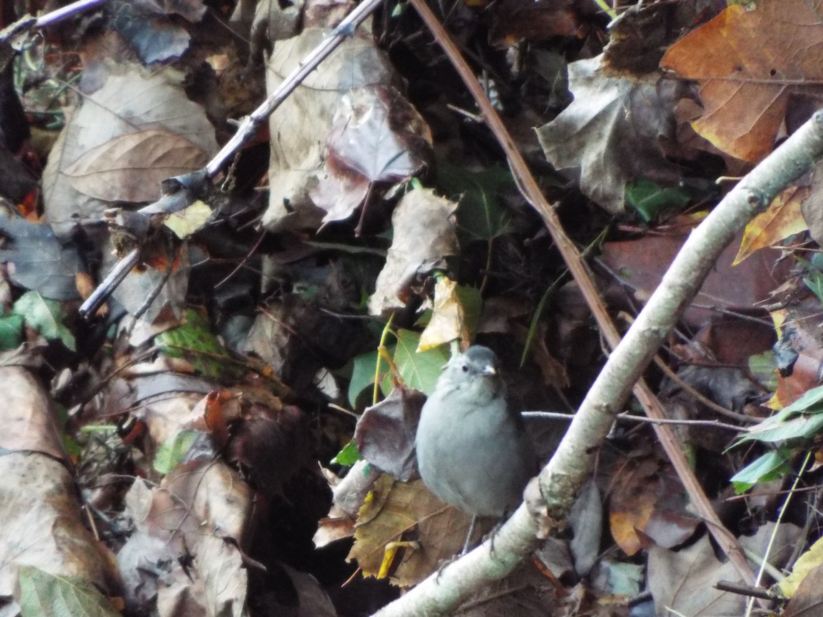 Gray Catbird - ML627210119