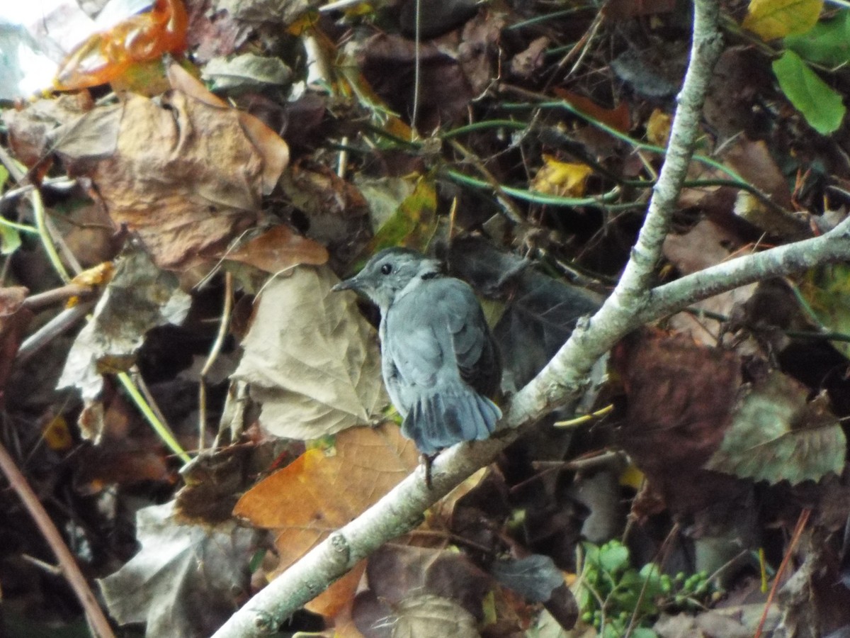 Gray Catbird - ML627210120