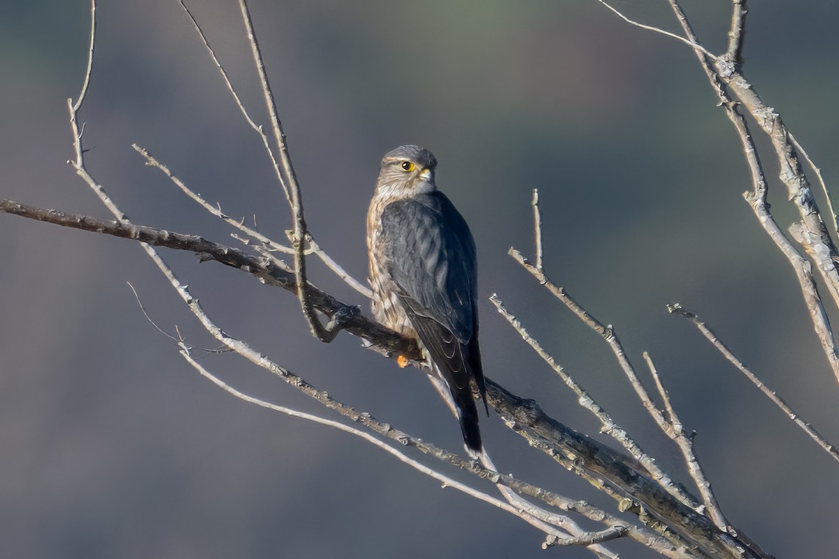Merlin - ML627210163