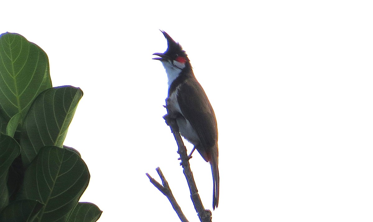 Red-whiskered Bulbul - ML627210216