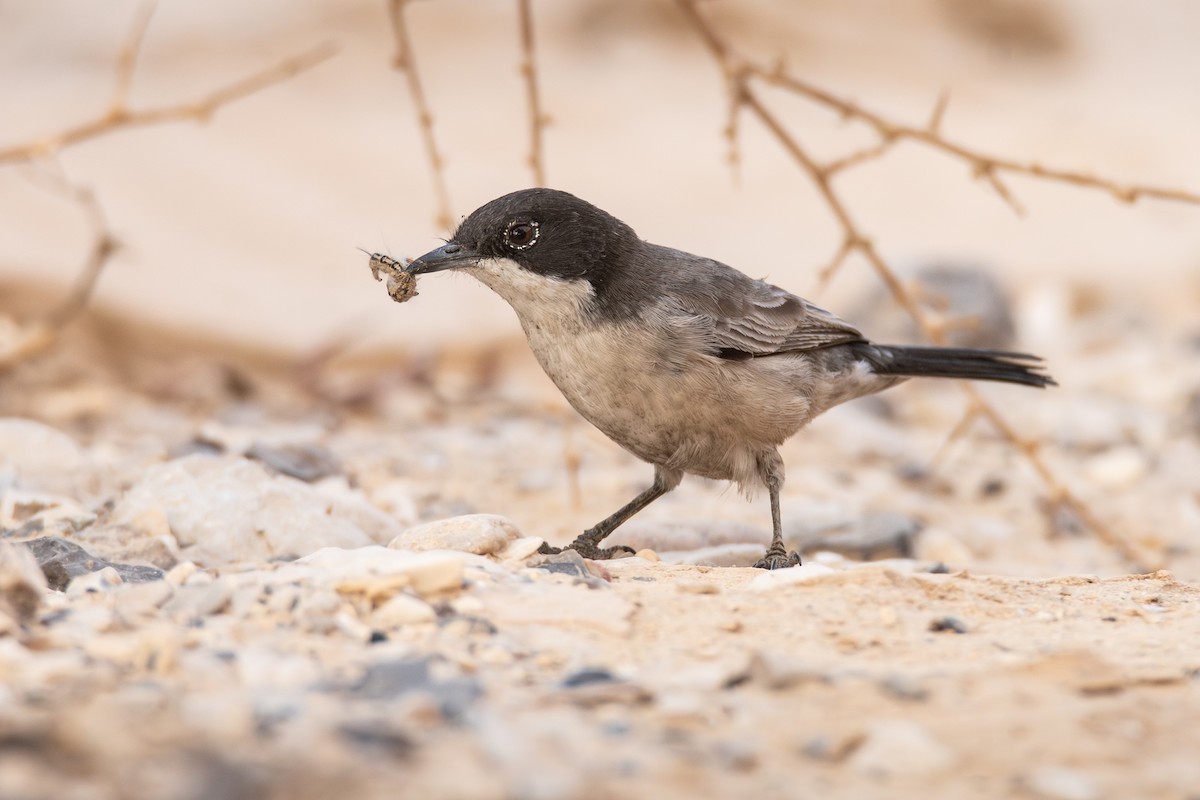 Arabian Warbler - ML627210391