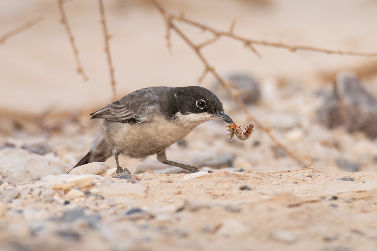 Arabian Warbler - ML627210393