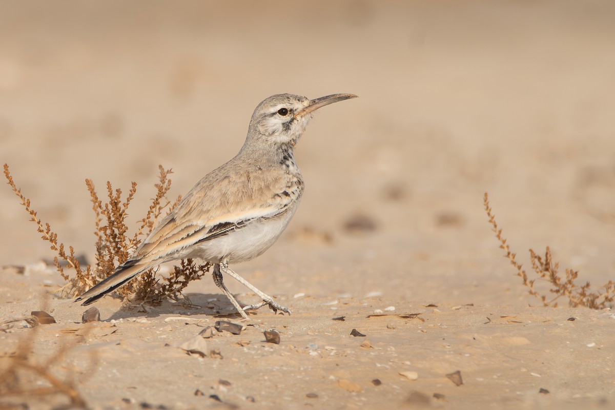 Greater Hoopoe-Lark - ML627210457