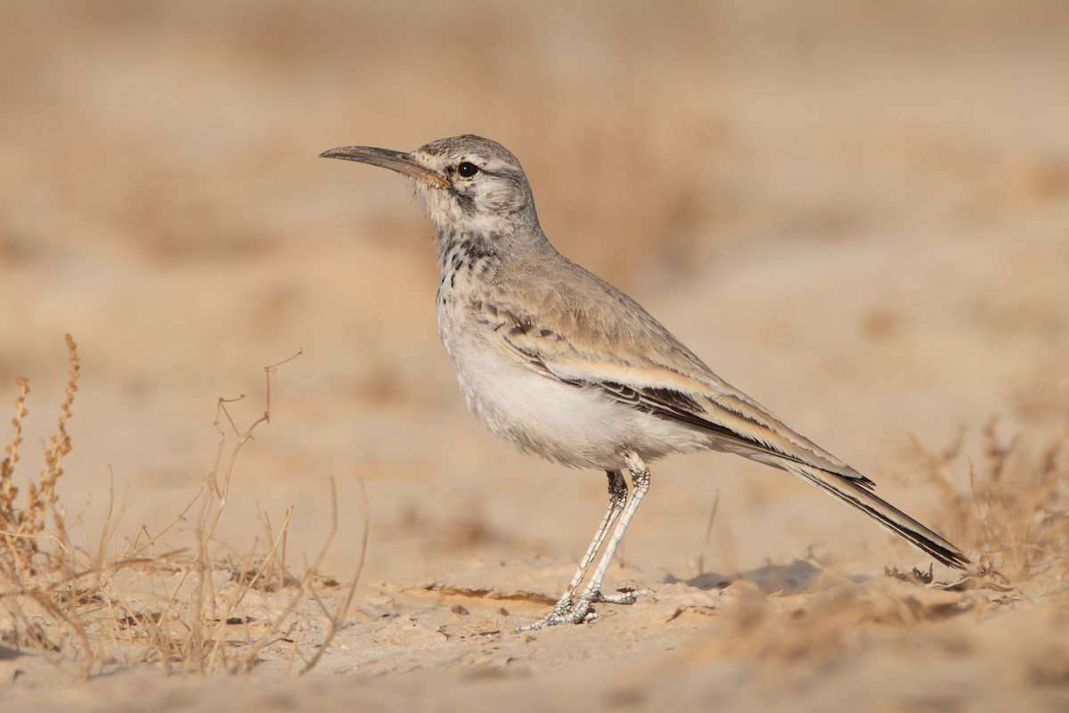 Greater Hoopoe-Lark - ML627210459