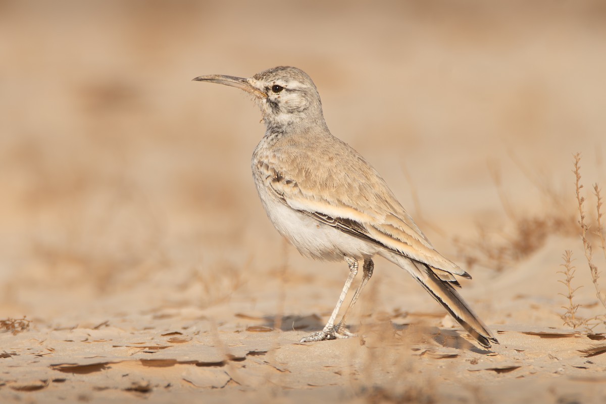 Greater Hoopoe-Lark - ML627210460