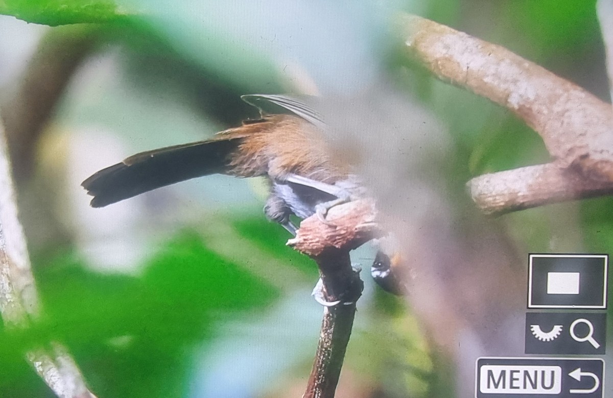 Sri Lanka Scimitar-Babbler - ML627210476