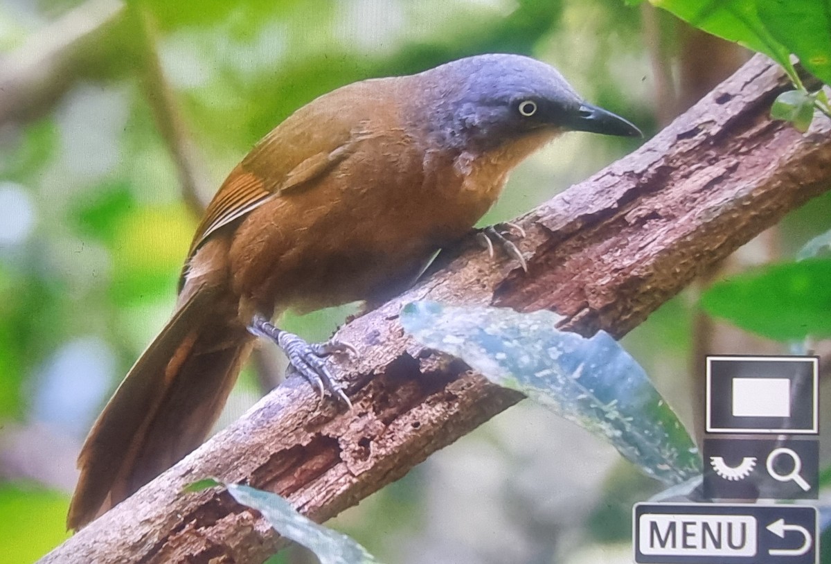 Ashy-headed Laughingthrush - ML627210498