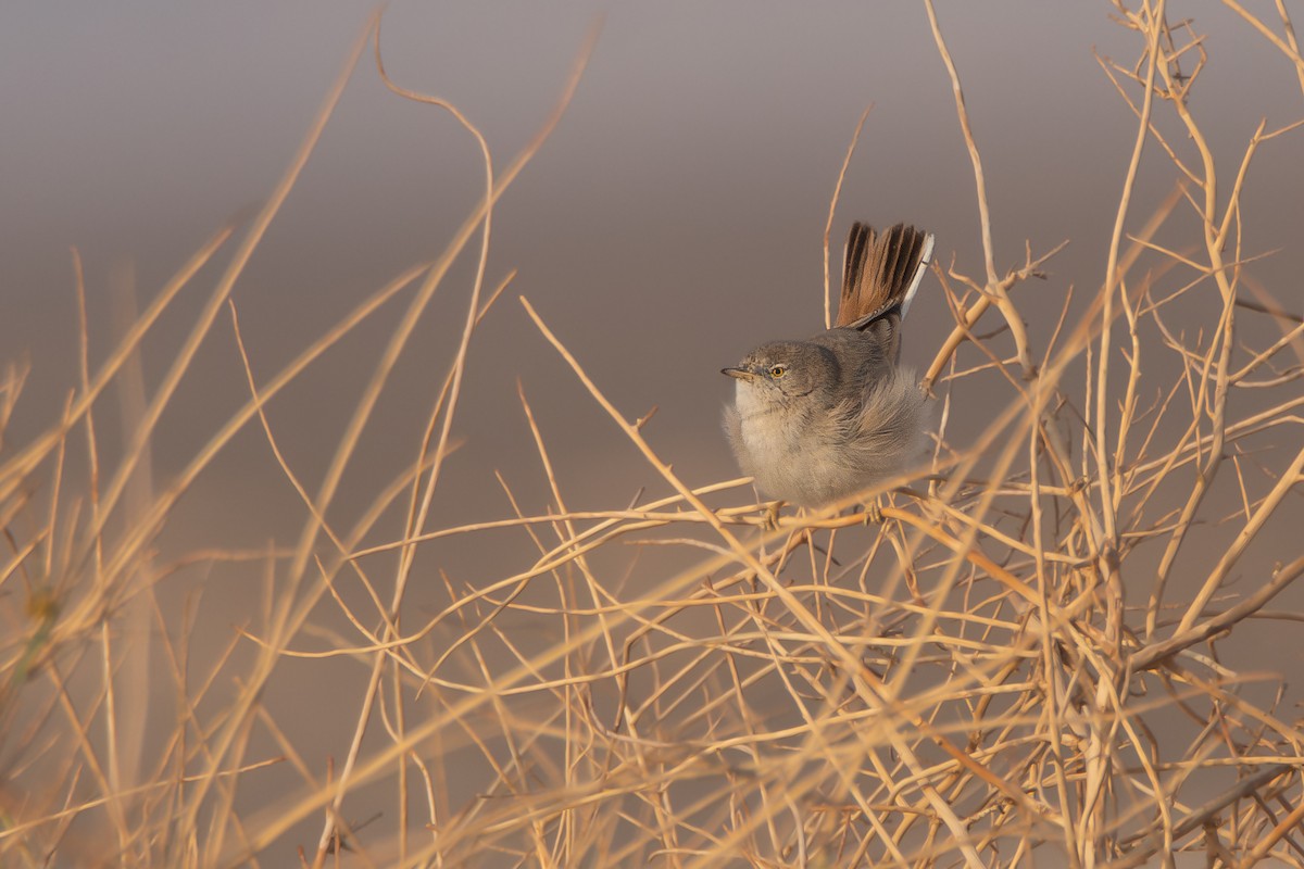 Asian Desert Warbler - ML627210508