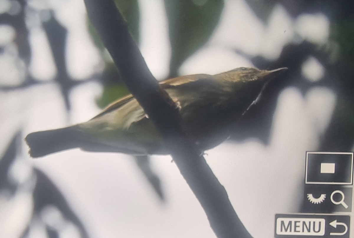 Large-billed Leaf Warbler - ML627210527