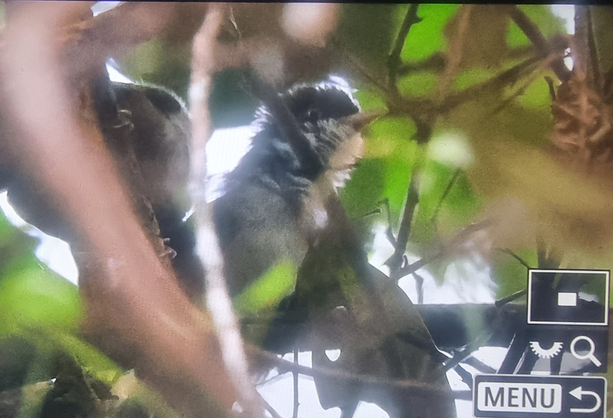 Dark-fronted Babbler - ML627210555