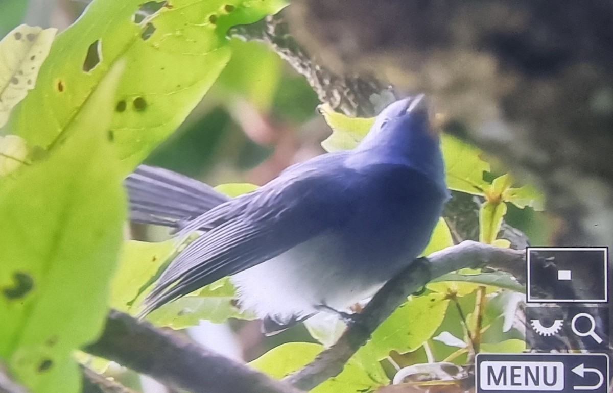 Black-naped Monarch - ML627210566