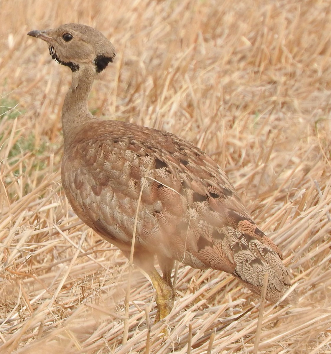 Karoo Bustard - ML627210584