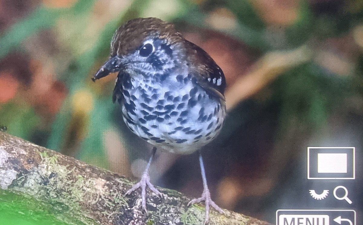 Spot-winged Thrush - ML627210621