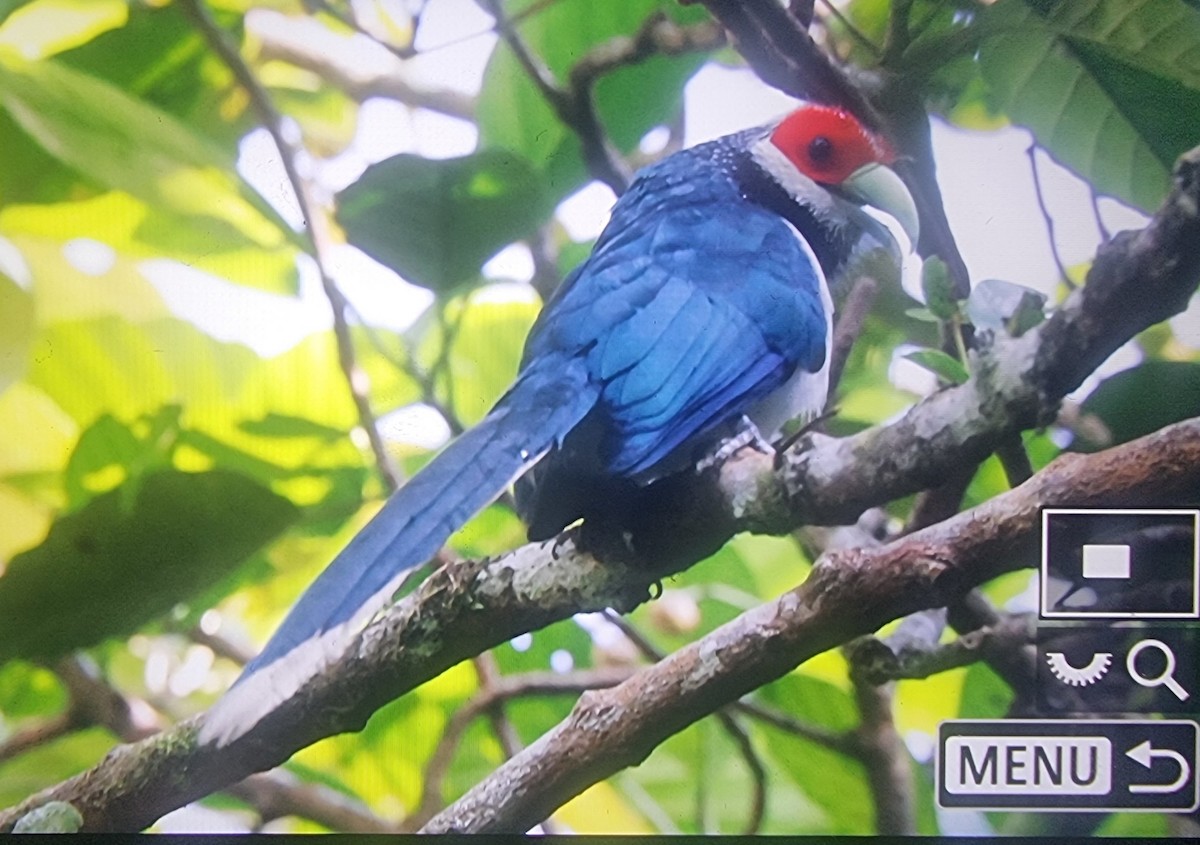 Red-faced Malkoha - ML627210658