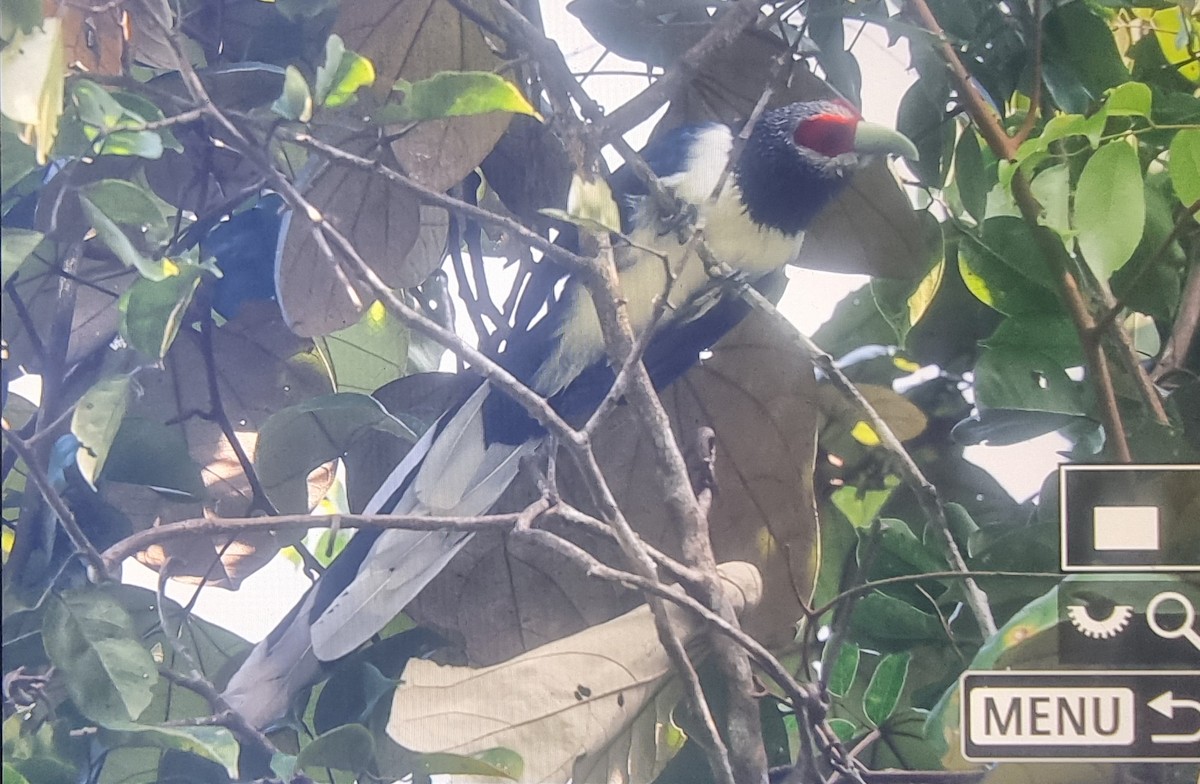 Red-faced Malkoha - ML627210659