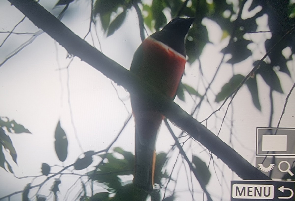 Malabar Trogon - ML627210709