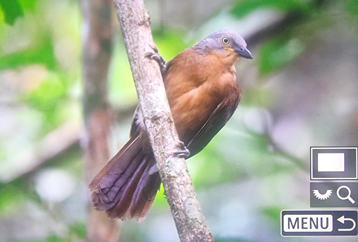 Ashy-headed Laughingthrush - ML627210752