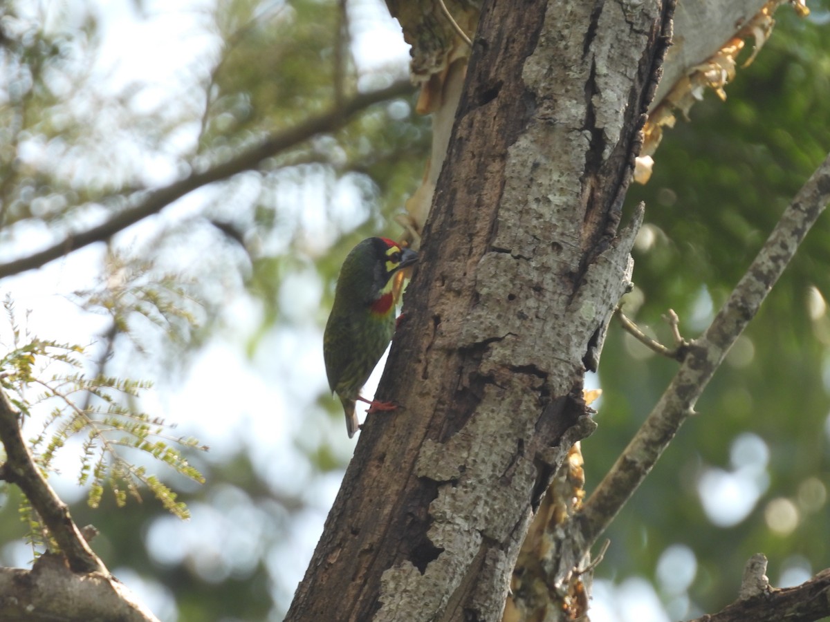 Coppersmith Barbet - ML627210796
