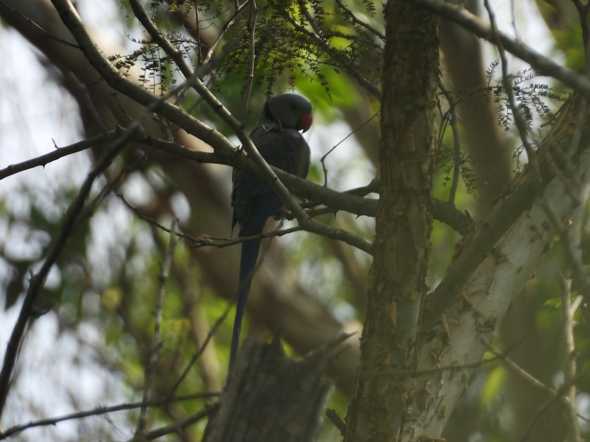 Malabar Parakeet - ML627210807