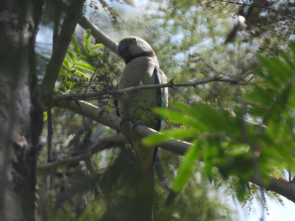 Malabar Parakeet - ML627210809