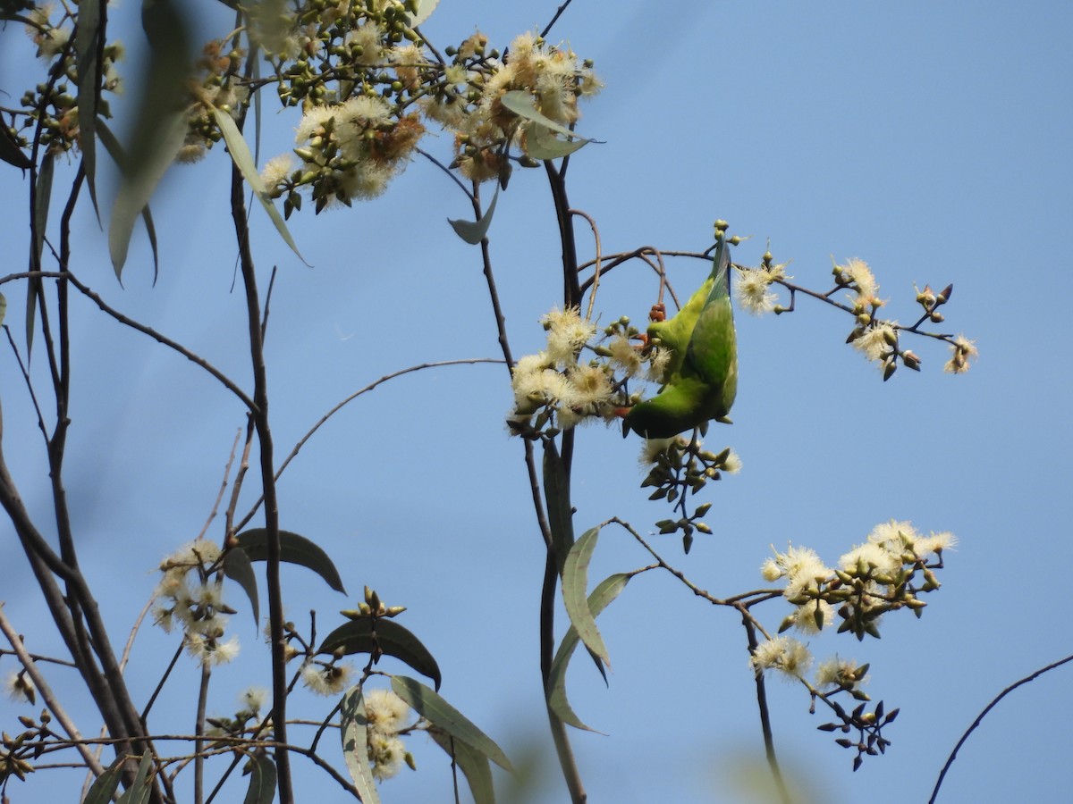 Vernal Hanging-Parrot - ML627210856