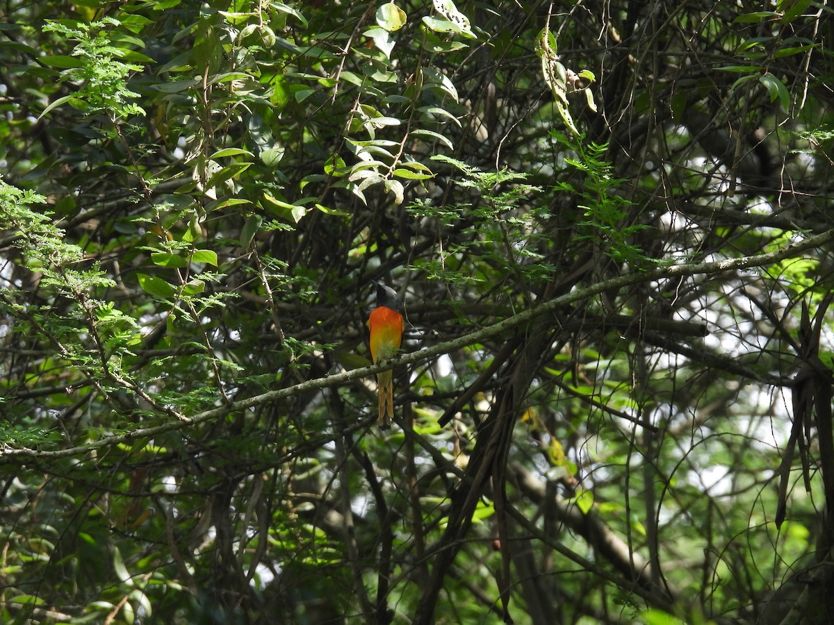 Small Minivet - ML627210882