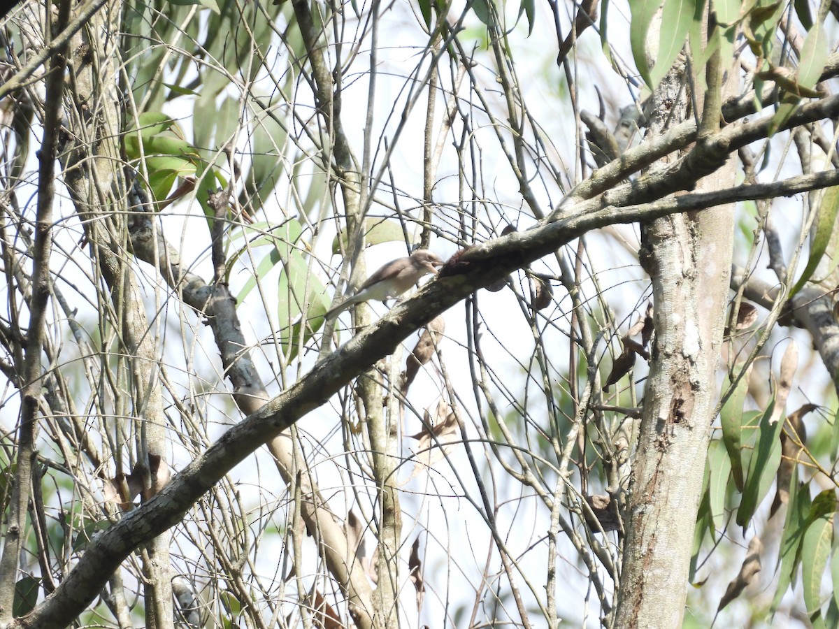 Common Woodshrike - ML627210890