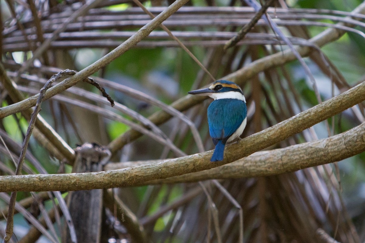 Pacific Kingfisher - ML62721091