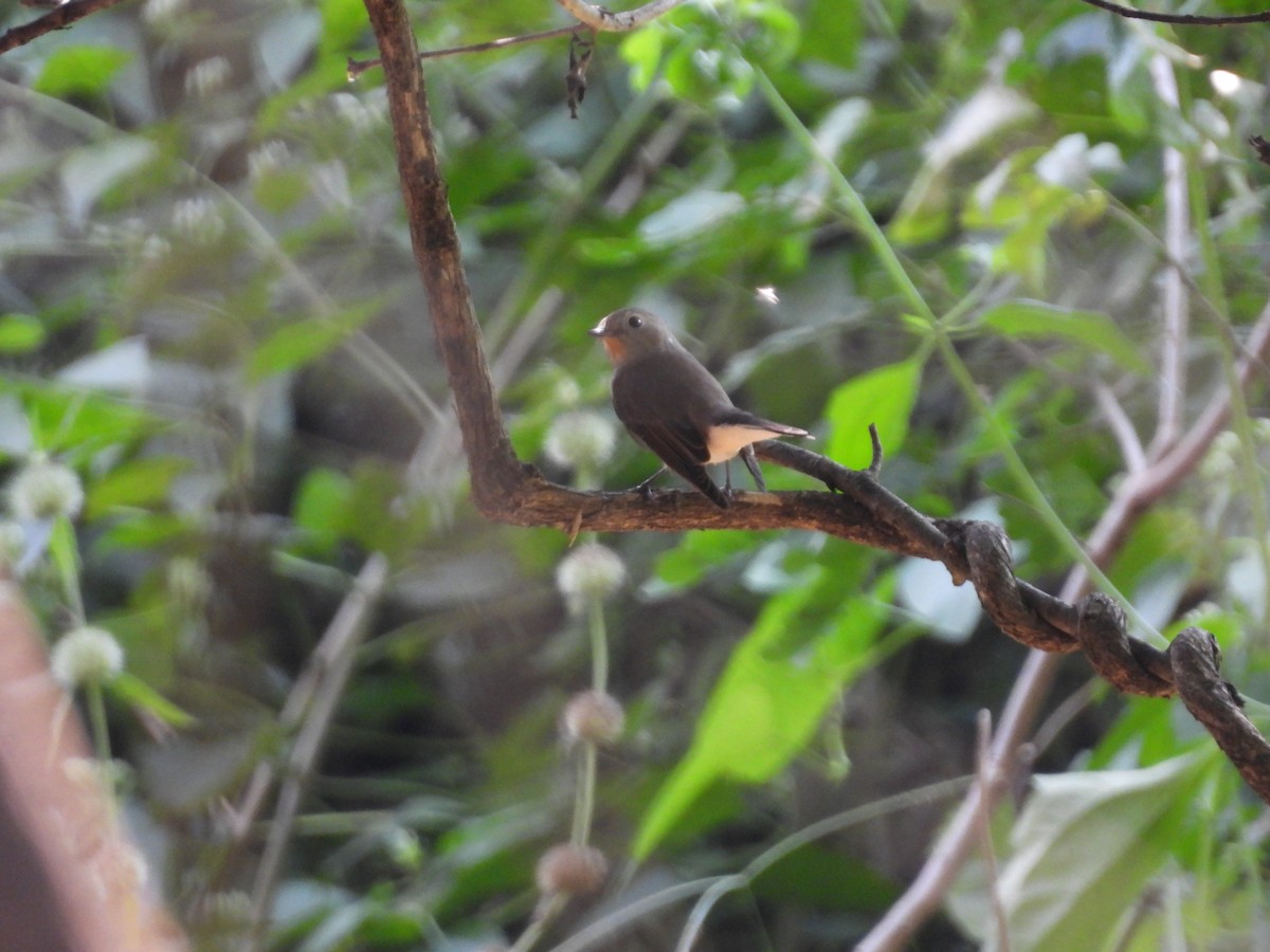 Taiga Flycatcher - ML627210932