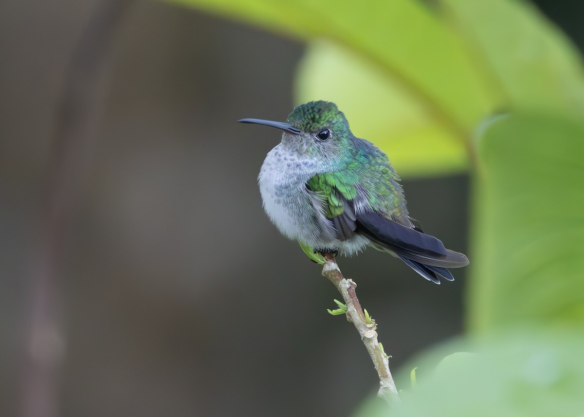 kolibřík modroprsý - ML627210985