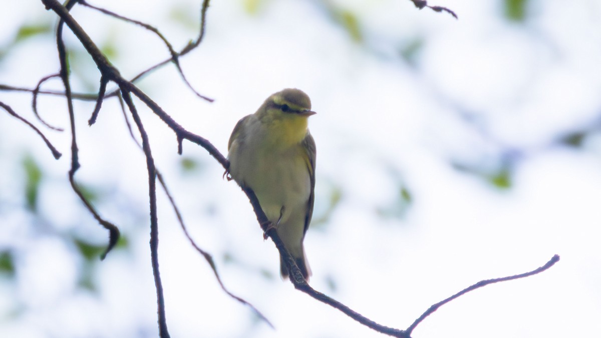 Pouillot siffleur - ML627211020