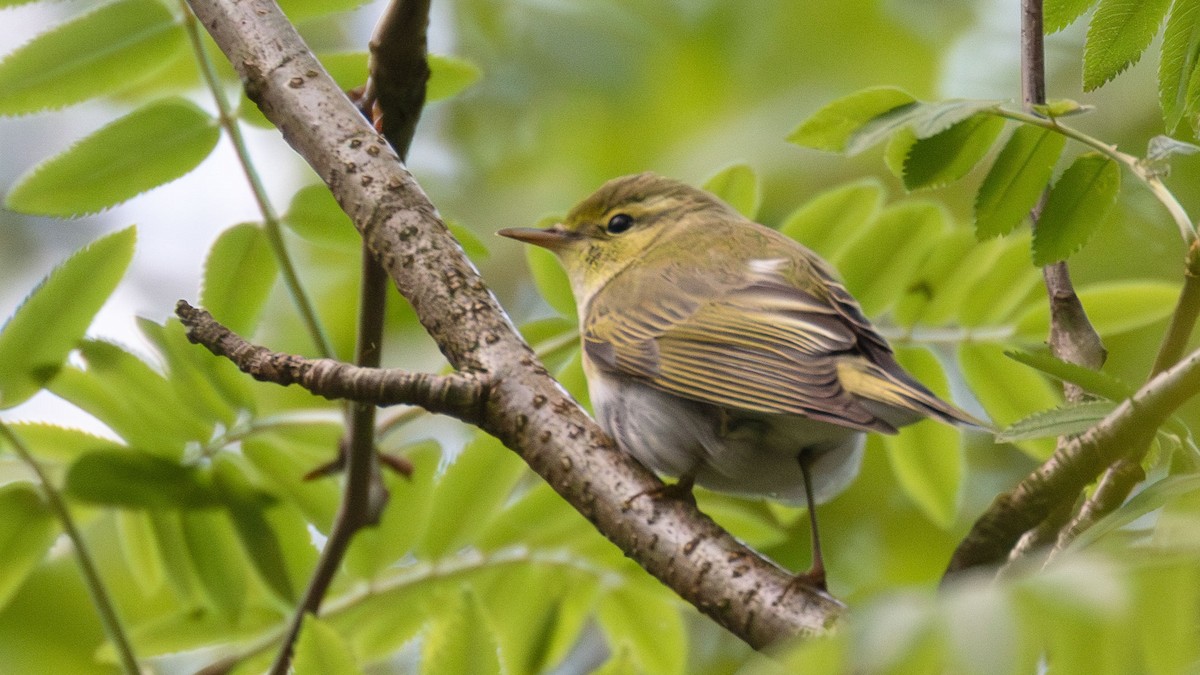 Pouillot siffleur - ML627211021