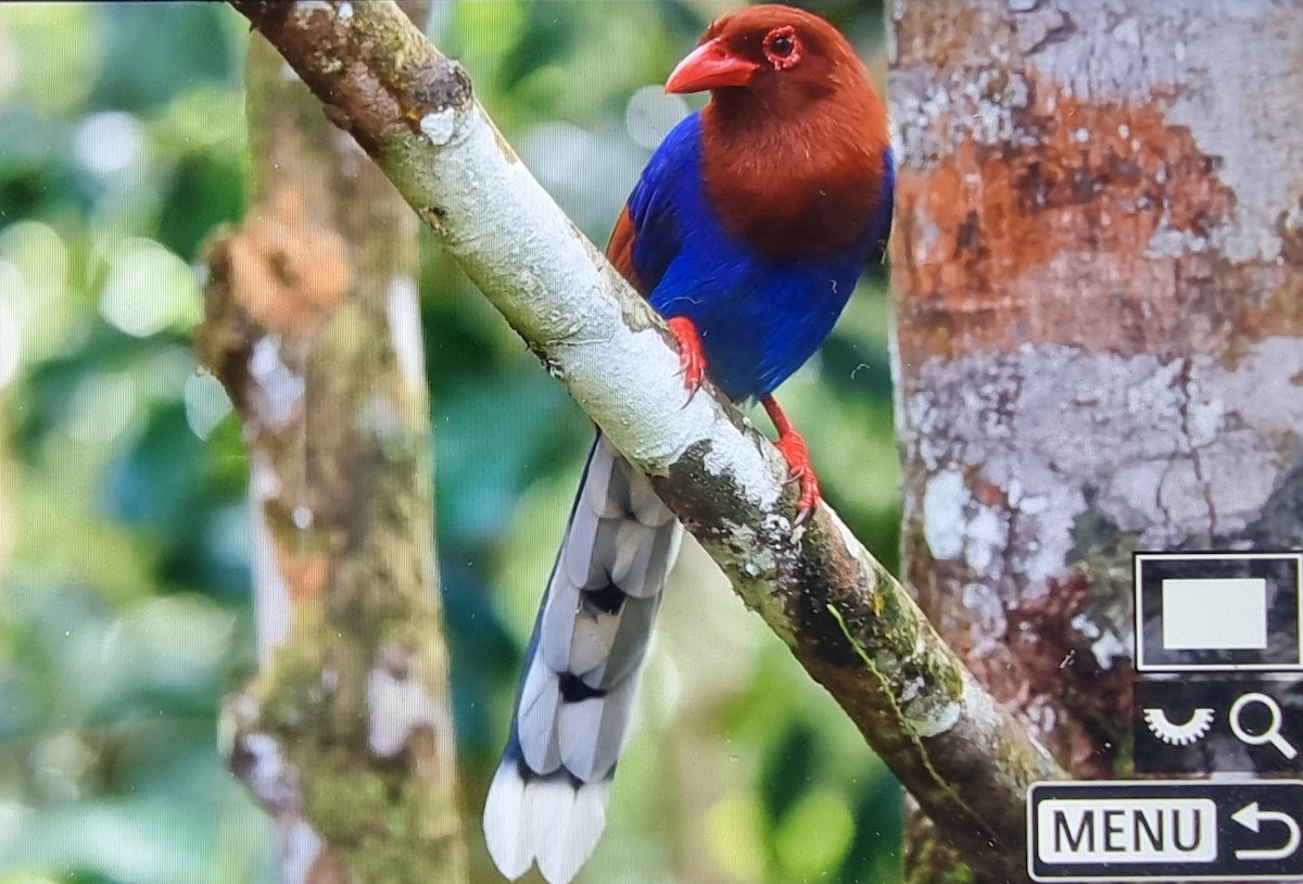 Sri Lanka Blue-Magpie - ML627211191