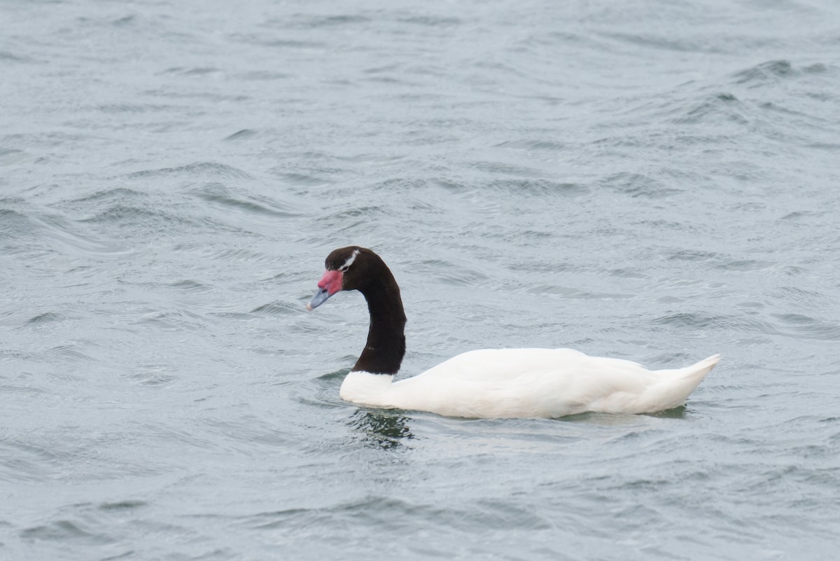 Cisne Cuellinegro - ML627211227