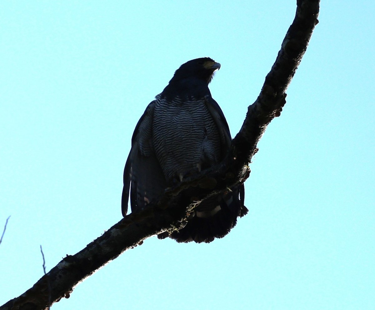 Barred Hawk - ML627211372