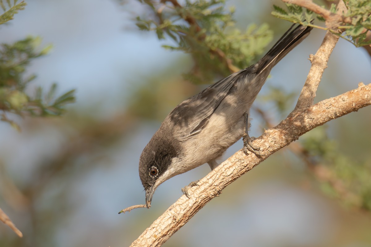 Arabian Warbler - ML627211481
