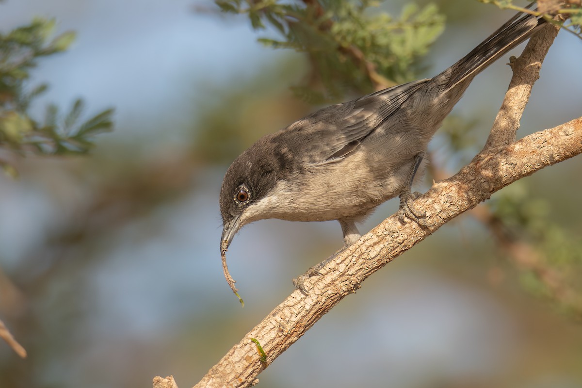 Arabian Warbler - ML627211482