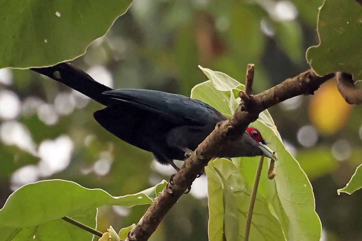 Black-bellied Malkoha - ML627211578