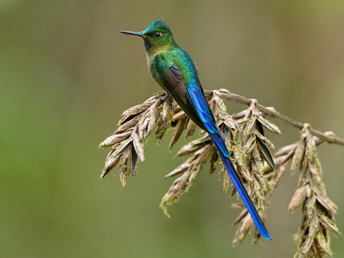 Violet-tailed Sylph - ML627211692