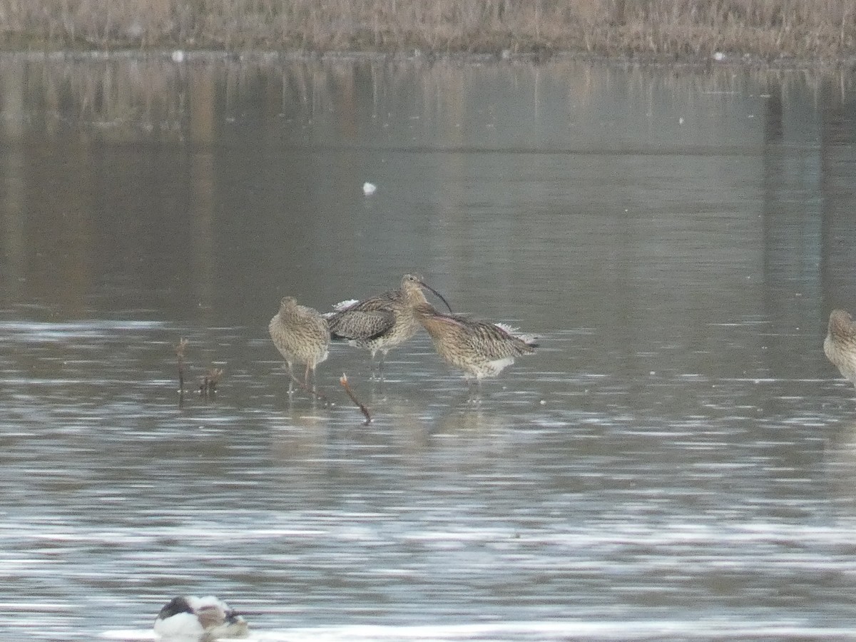 Eurasian Curlew - ML627211699