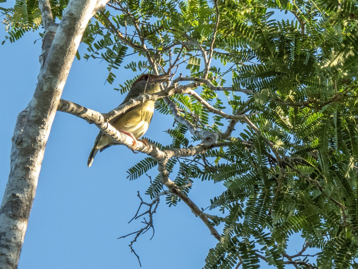 Sourciroux mélodieux (insularis) - ML627212177