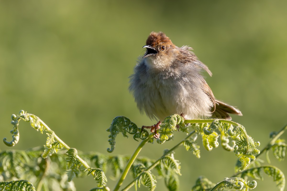 Churring Cisticola - ML627212291