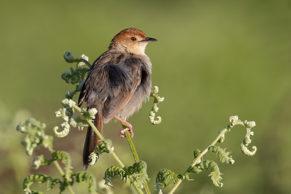 Churring Cisticola - ML627212292