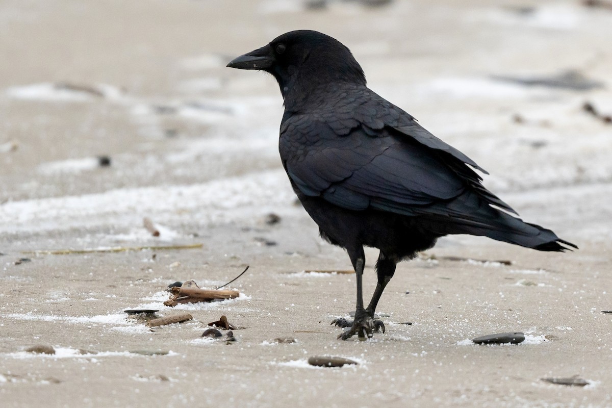 American Crow - ML627212300