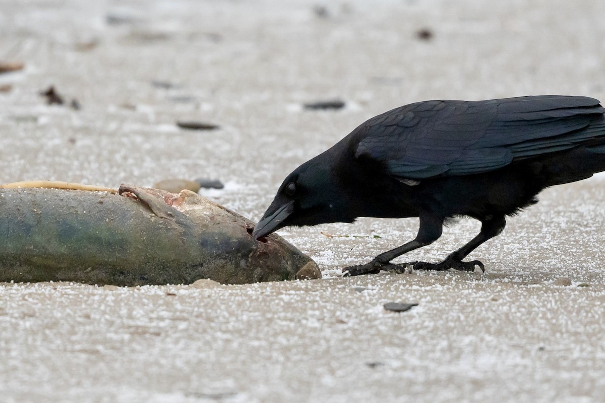 American Crow - ML627212301