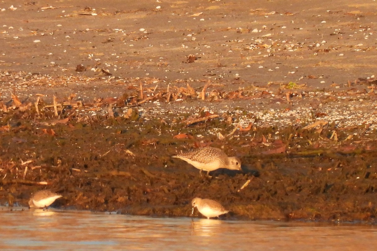 Black-bellied Plover - ML627212324