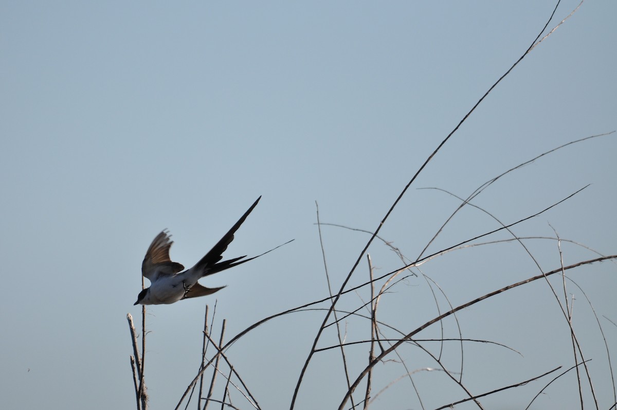 Fork-tailed Flycatcher - ML627212783